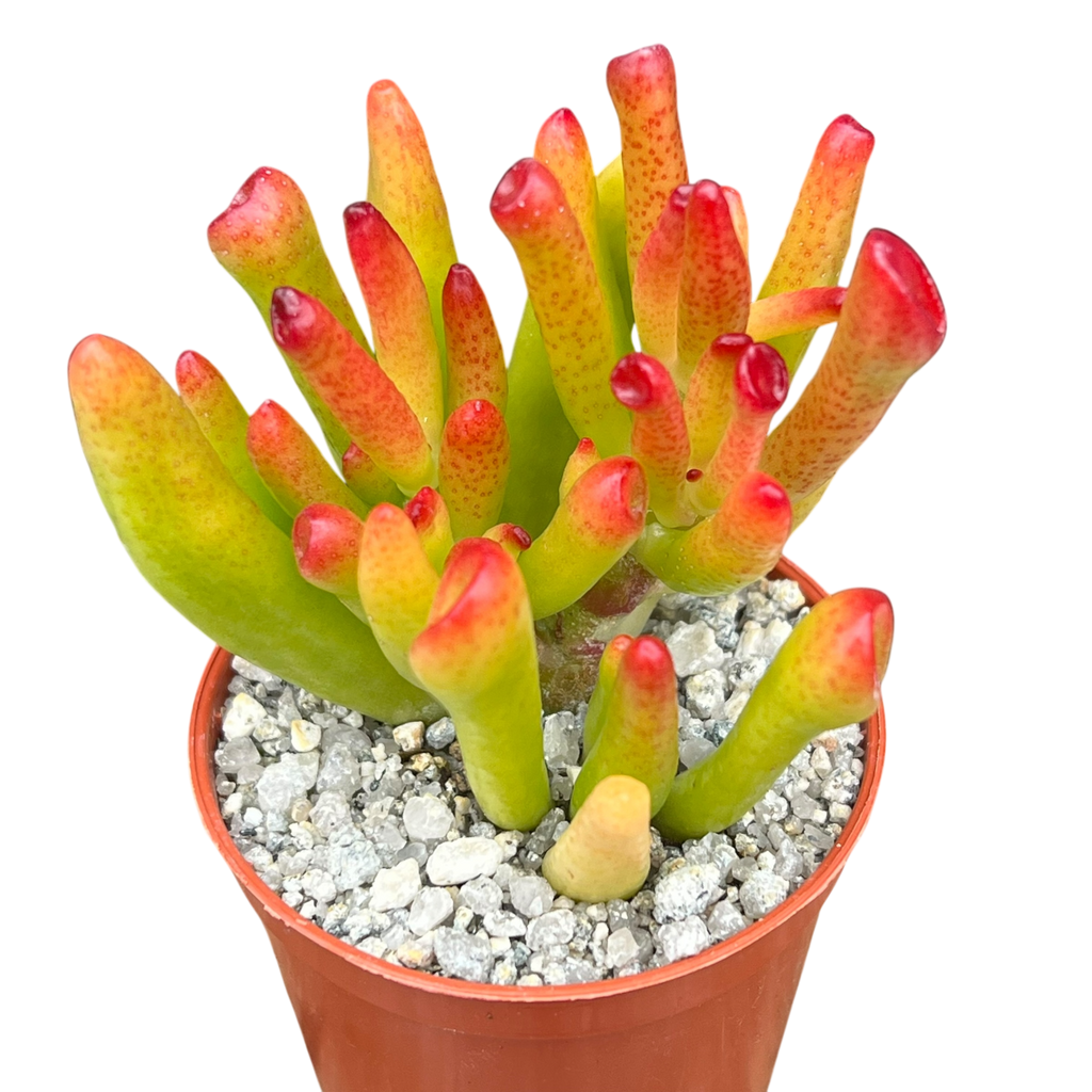 Crassula 'Horn Tree'
