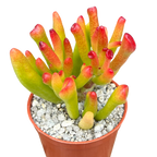 Crassula 'Horn Tree'