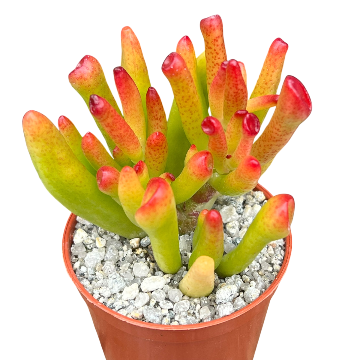 Crassula 'Horn Tree'