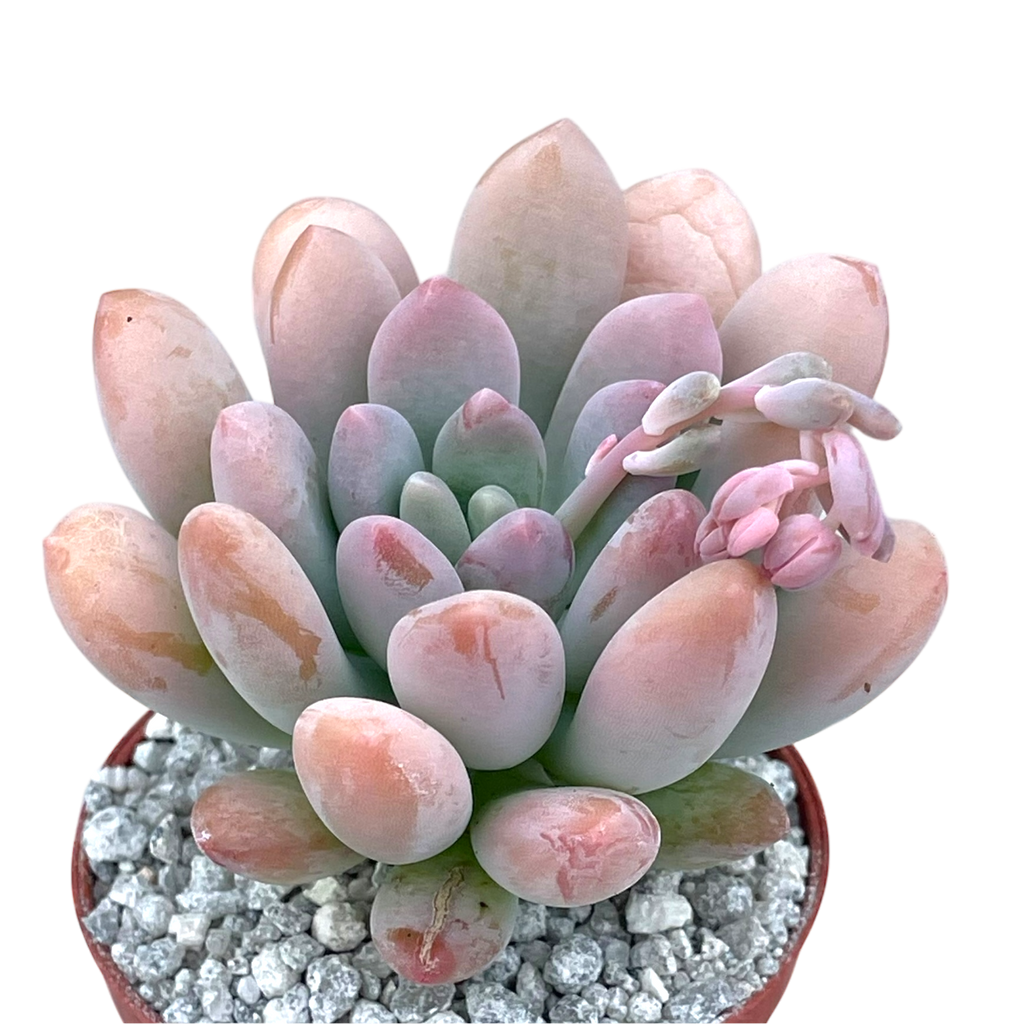 x Pachyveria 'Clavifolia'