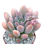x Pachyveria 'Clavifolia'
