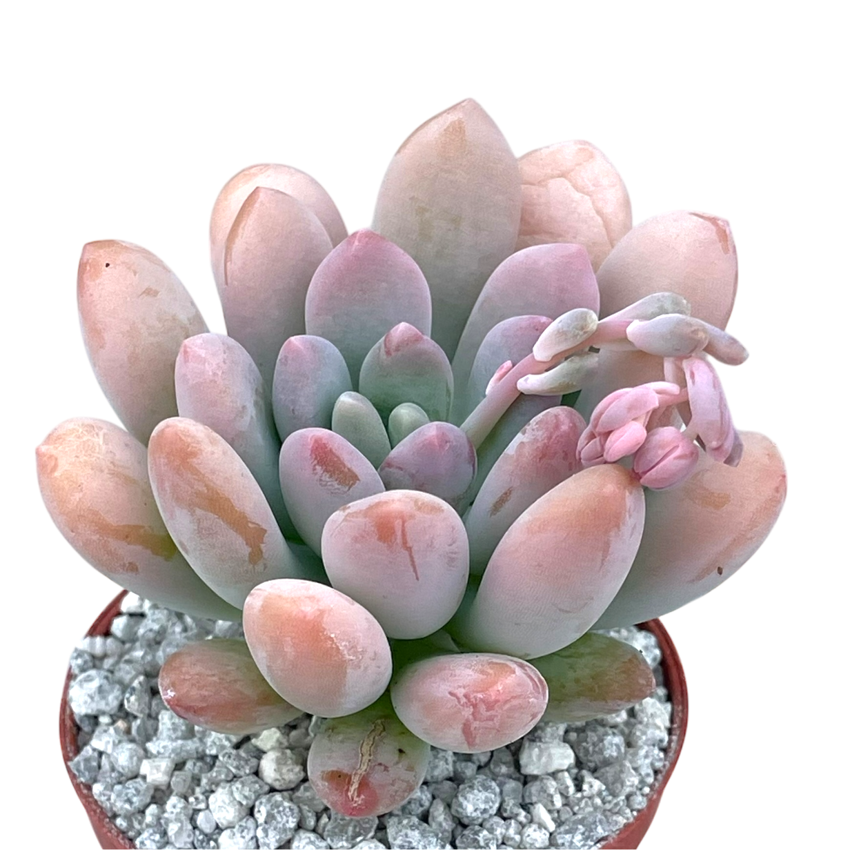 x Pachyveria 'Clavifolia'