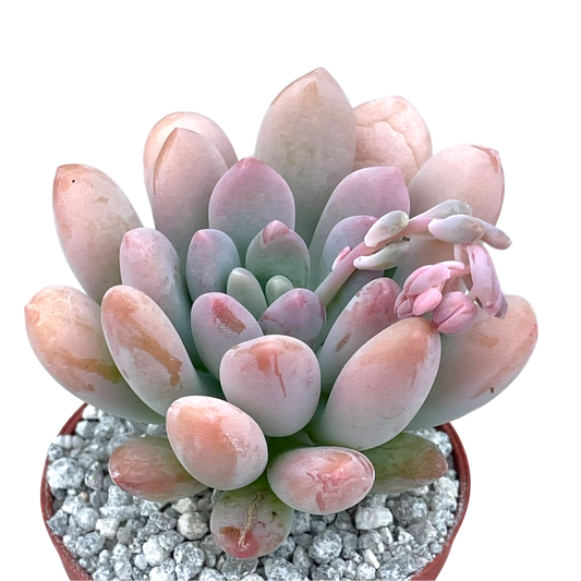 x Pachyveria 'Clavifolia'