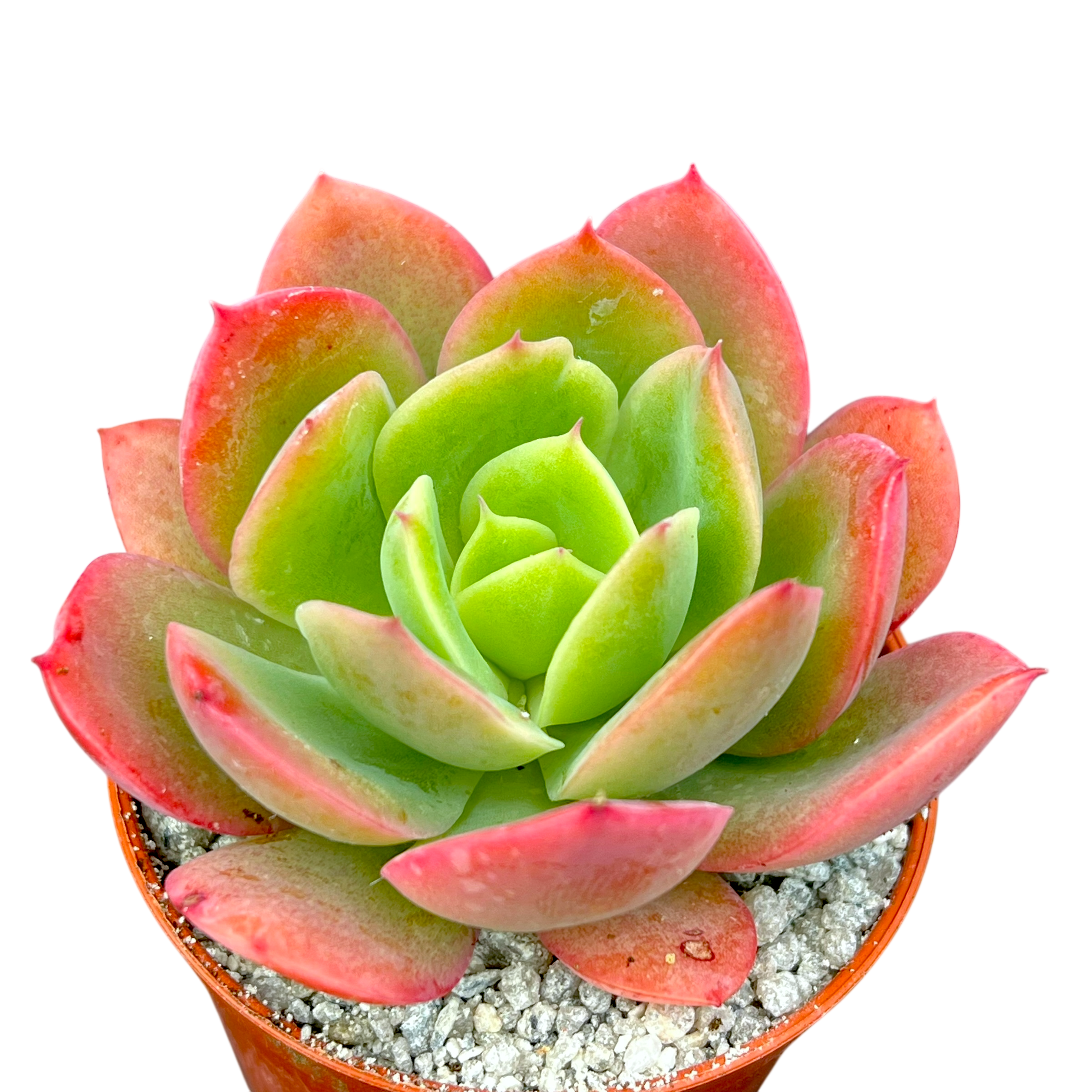Echeveria 'Luella'