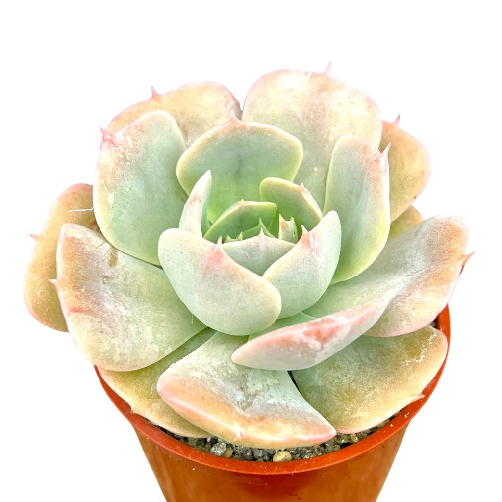 Echeveria 'Texas Rose'