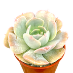 Echeveria 'Texas Rose'