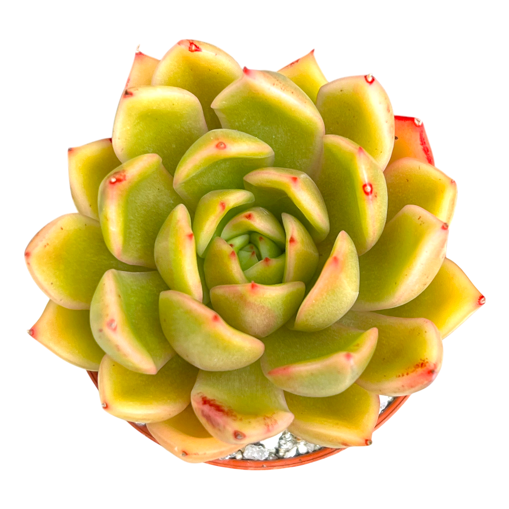 Echeveria agavoides 'Mira'