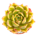 Echeveria agavoides 'Mira'