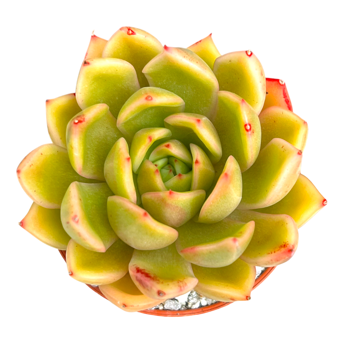 Echeveria agavoides 'Mira'