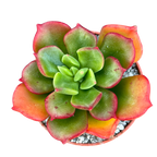 x Sedeveria 'Ar Mor Glaz'