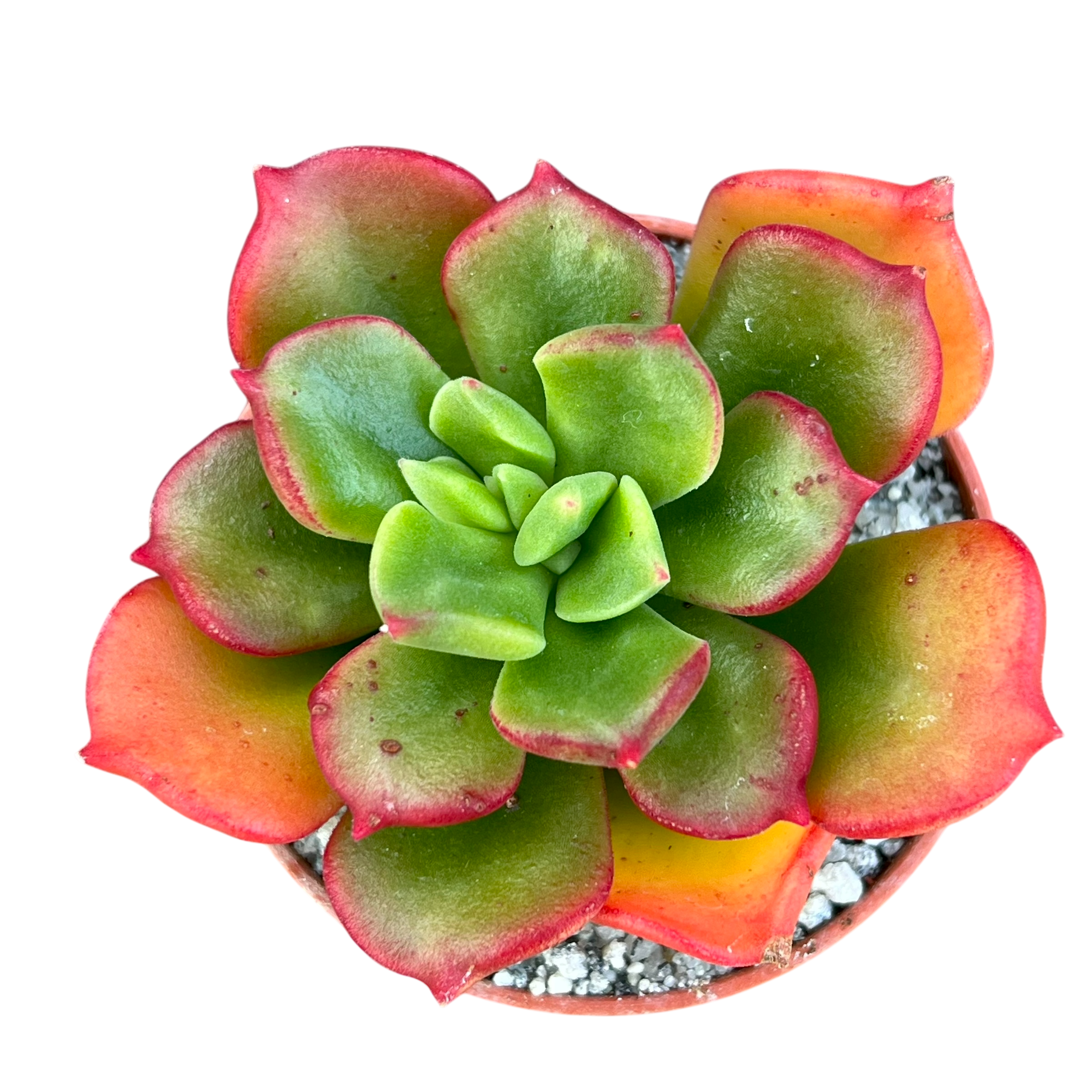 x Sedeveria 'Ar Mor Glaz'