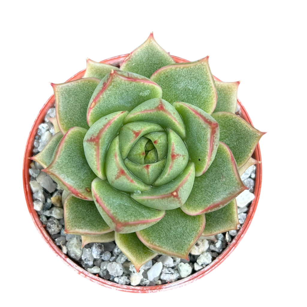 Echeveria 'Fabiola'