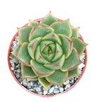 Echeveria 'Fabiola'