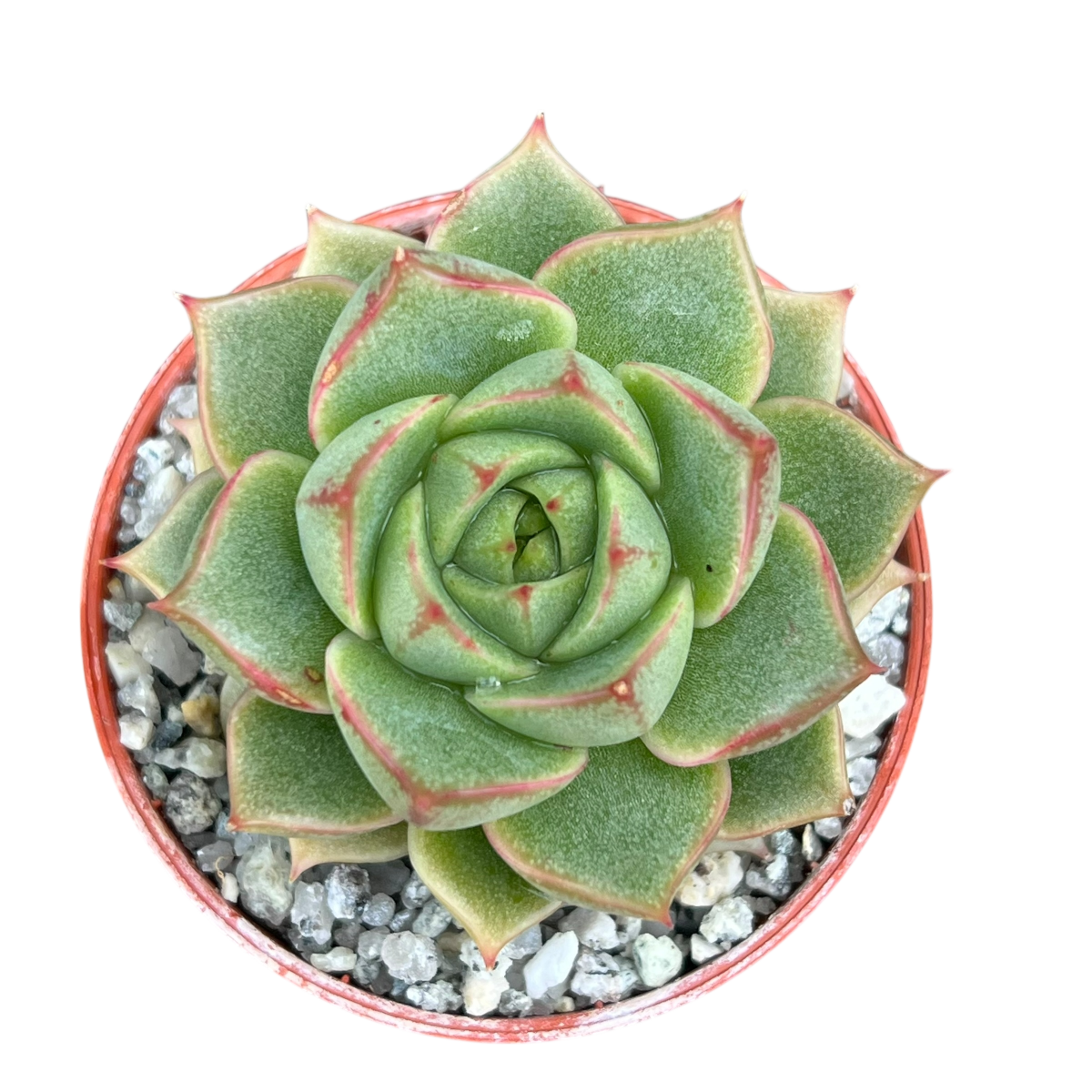 Echeveria 'Fabiola'