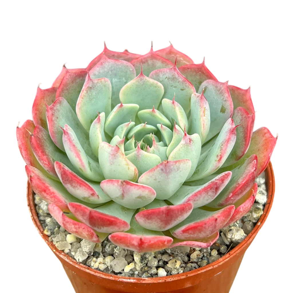 Echeveria 'Sierra'