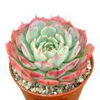 Echeveria 'Sierra'
