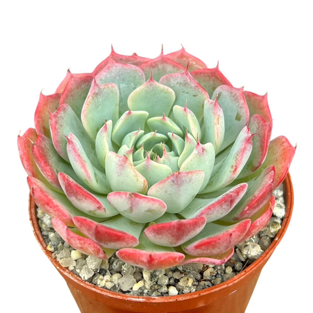 Echeveria 'Sierra'