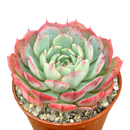 Echeveria 'Sierra'