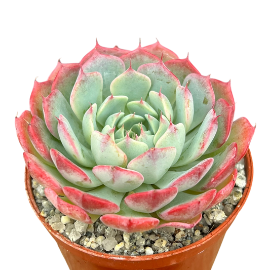 Echeveria 'Sierra'