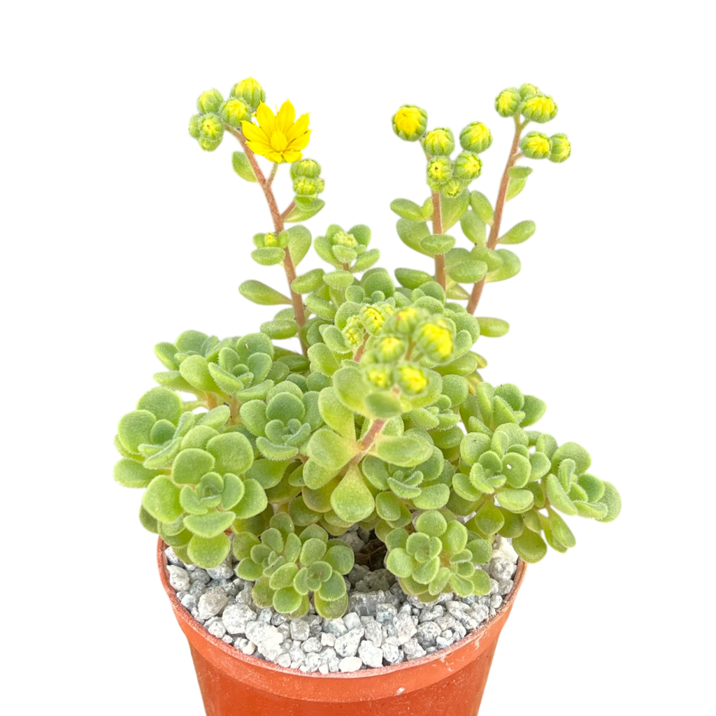 Aichryson bethencourtianum Bolle