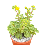 Aichryson bethencourtianum Bolle