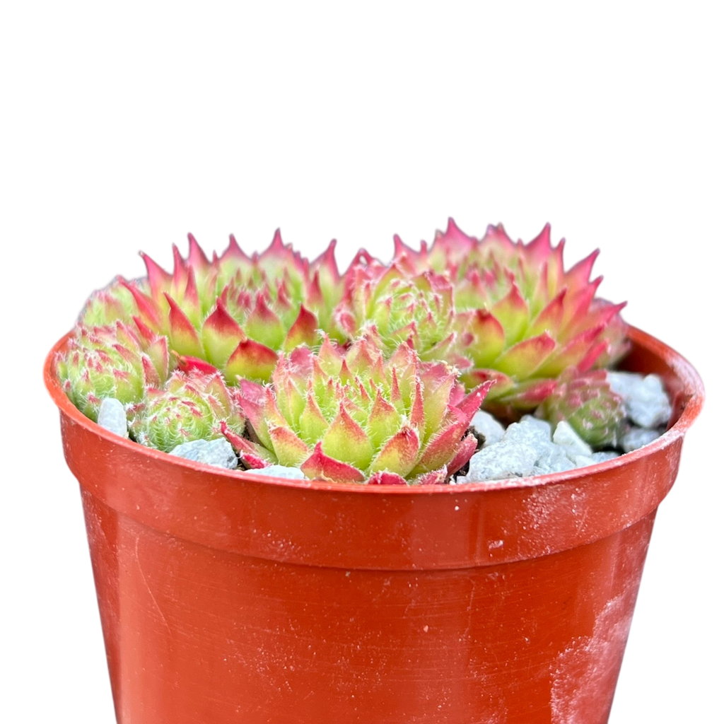 Sempervivum 'Green Dragon'