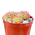 Sempervivum 'Green Dragon'