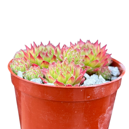 Sempervivum 'Green Dragon'
