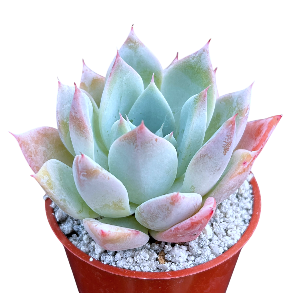 Echeveria 'Passion'