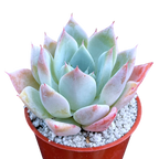 Echeveria 'Passion'