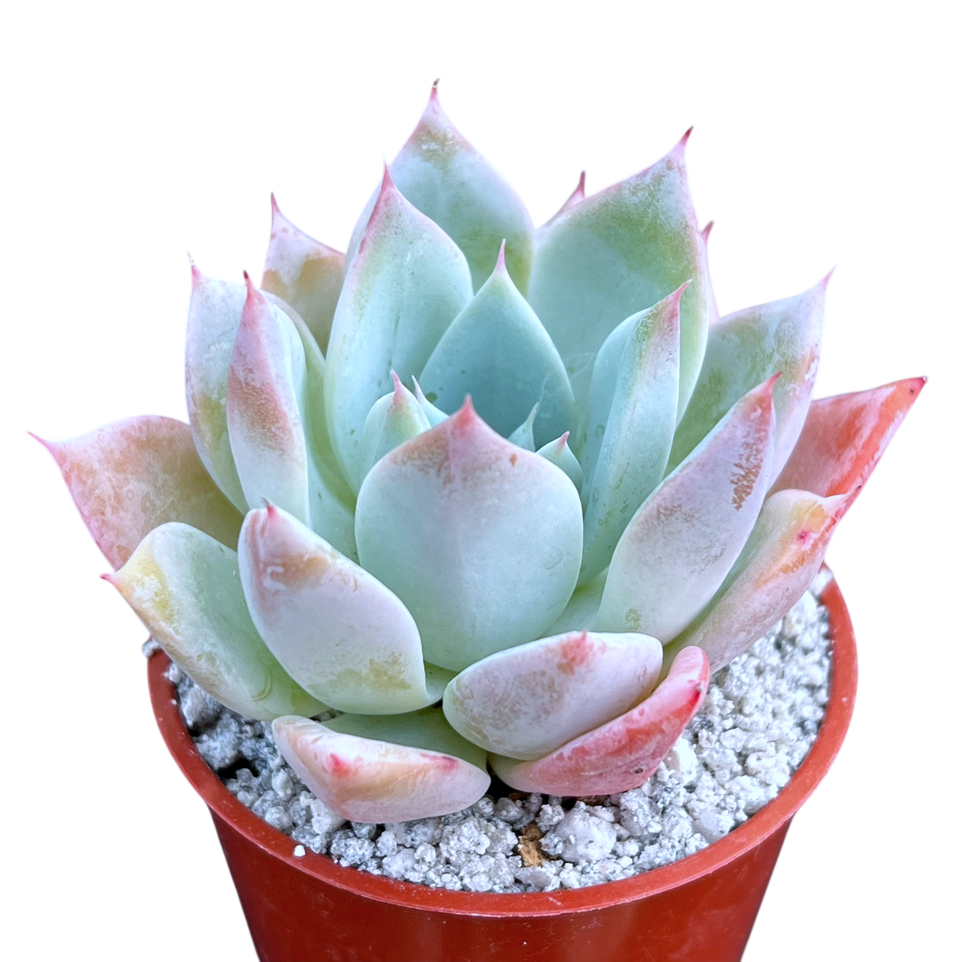 peridot passion succulent Echeveria 'Passion' – Surreal Succulents