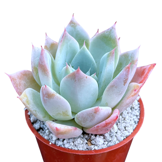 Echeveria 'Passion'