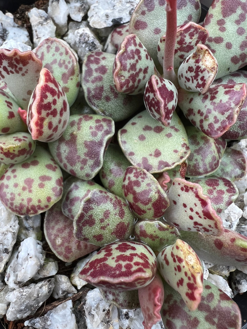 Adromischus cooperi Plover Eggs Plant with pale green succulent leaves spotted deep burgundy, clustered growth pattern.