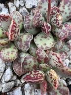 Adromischus cooperi Plover Eggs Plant with pale green succulent leaves spotted deep burgundy, clustered growth pattern.