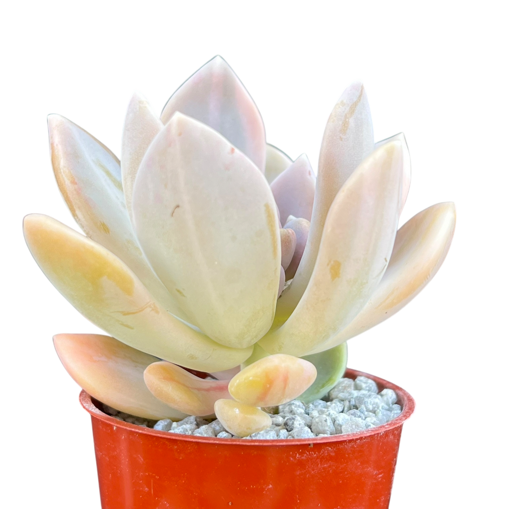 x Graptophytum 'Supreme' variegata