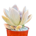 x Graptophytum 'Supreme' variegata