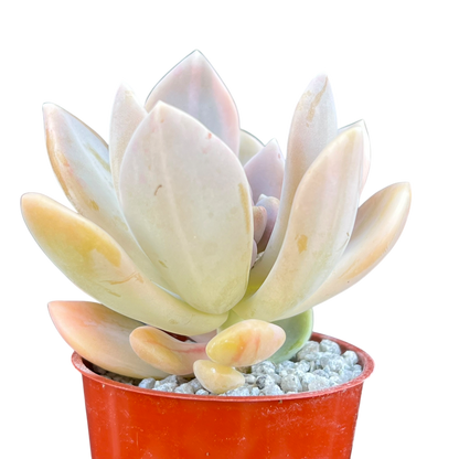 x Graptophytum 'Supreme' variegata