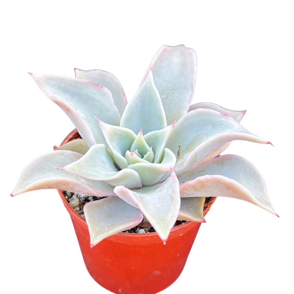 Echeveria 'Madiba'