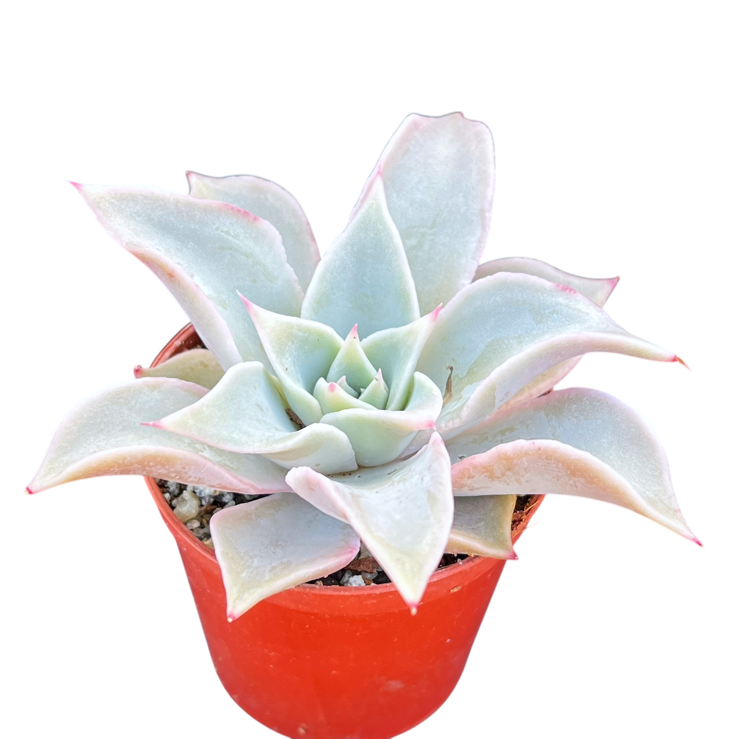 Echeveria 'Madiba'