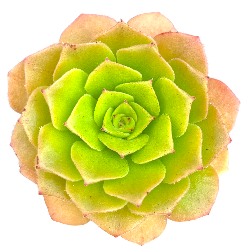 Aeonium tabuliforme x nobile
