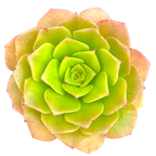 Aeonium tabuliforme x nobile