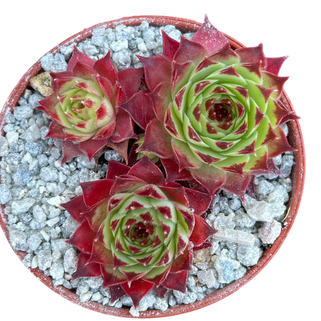 Sempervivum calcareum 'Guillaumes'