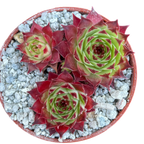 Sempervivum calcareum 'Guillaumes'