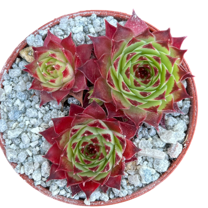 Sempervivum calcareum 'Guillaumes'