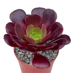 Aeonium 'Velour'