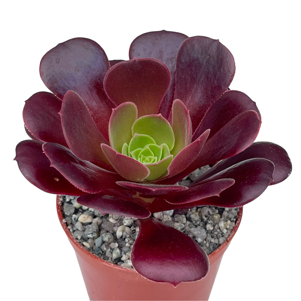 Aeonium 'Velour'