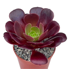 Aeonium 'Velour'