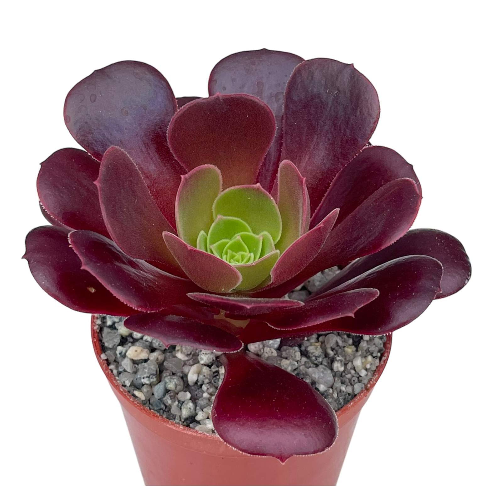 Aeonium 'Velour'