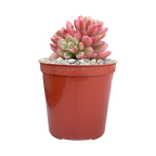 Sedum 'Joyce Tulloch' variegata