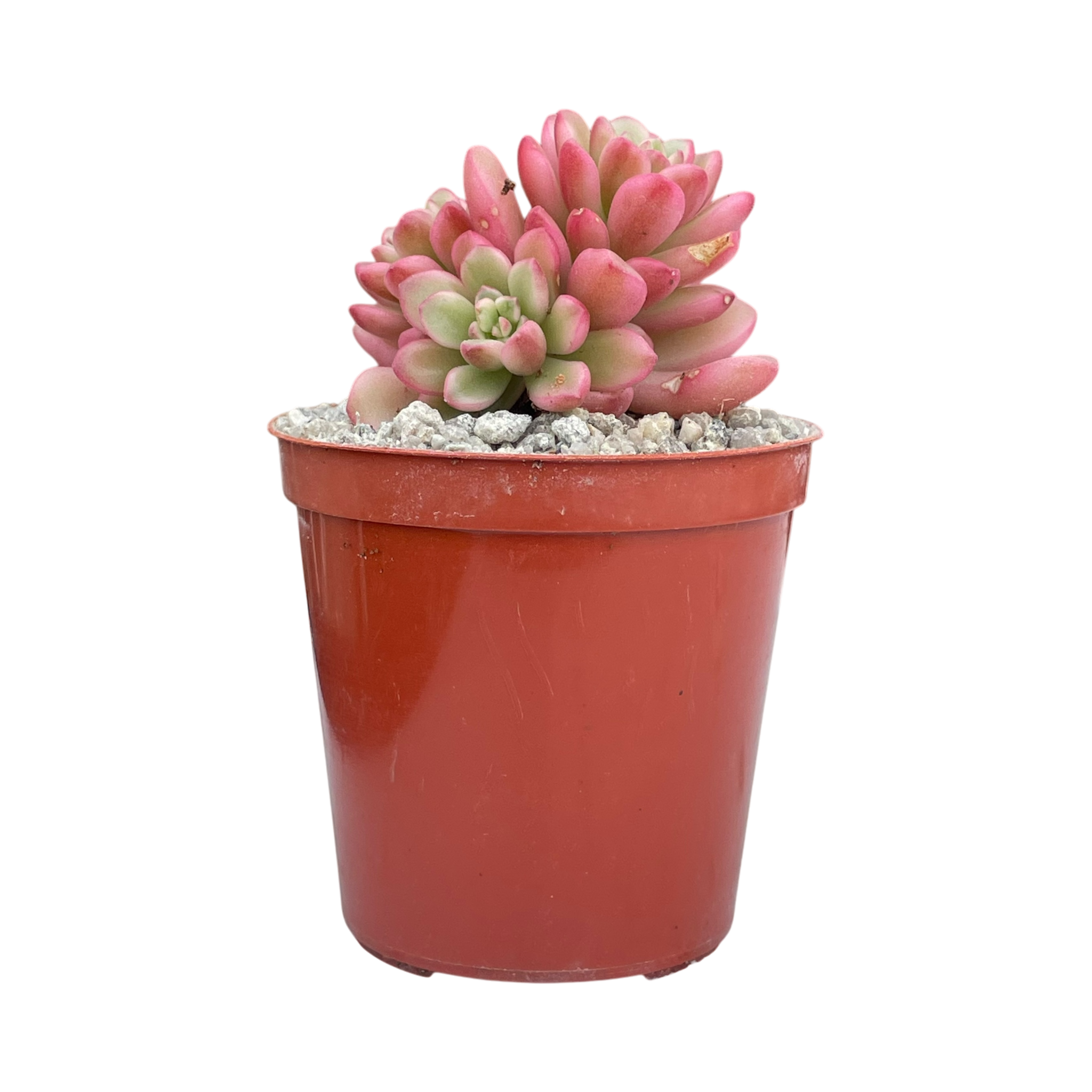 Sedum 'Joyce Tulloch' variegata